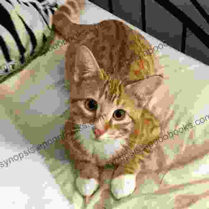 A Beautiful Domestic Short Haired Tabby Cat Looking Up With Curious Green Eyes. Buttercup: The Legendary Charm And Love Of A Domestic Short Haired Tabby Cat