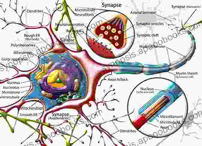 A Detailed Illustration Of The Human Brain, Showing Its Intricate Network Of Neurons And Connections. Neuromyths: Debunking False Ideas About The Brain