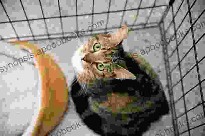 A Family Looking At A Tabby Cat In A Shelter. Buttercup: The Legendary Charm And Love Of A Domestic Short Haired Tabby Cat