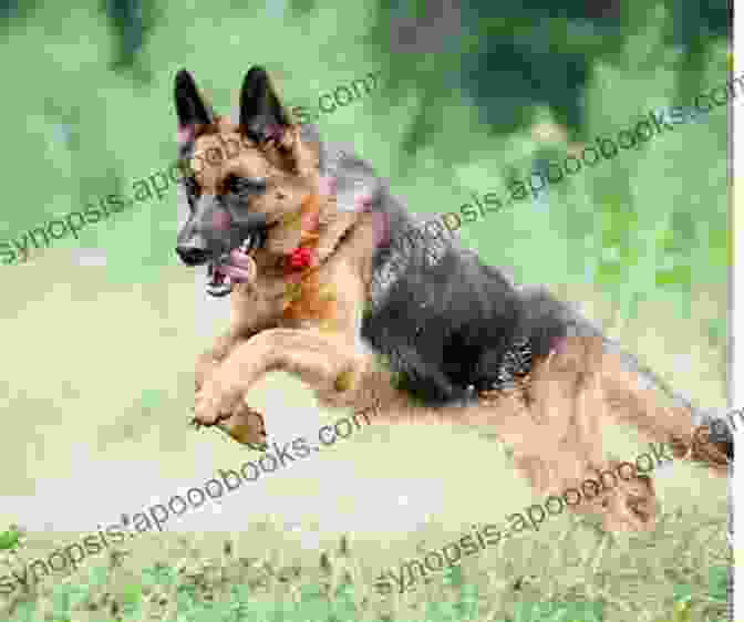 A German Shepherd Running Freely In A Field German Shepherds For Dummies D Caroline Coile