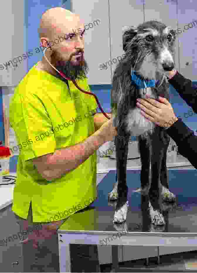 A Greyhound Receiving A Veterinary Examination. Adopting The Racing Greyhound Cynthia A Branigan