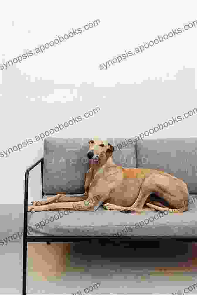 A Greyhound Relaxing On A Couch. Adopting The Racing Greyhound Cynthia A Branigan