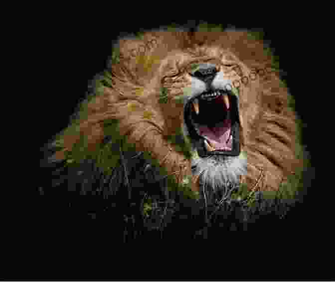 A Majestic Lion Roaring In The Wild Alphabet To Animals Mark Phillips