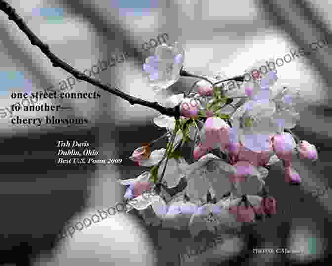 A Serene Scene Of Cherry Blossoms And A Haiku Etched On A Stone Japanese Poetry Forms: A Poet S Guide