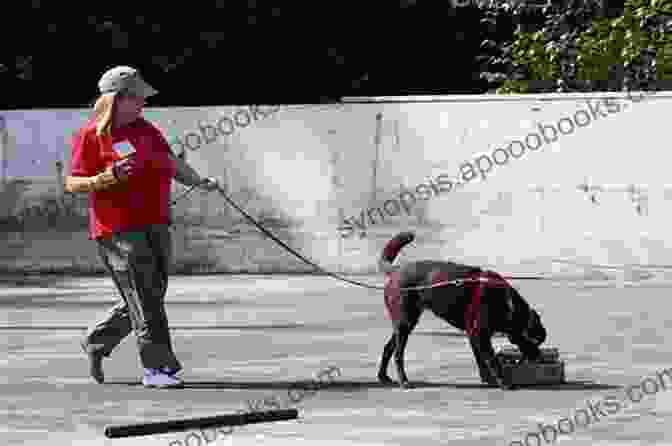 A Team Of Handler And Dog Demonstrating Exceptional Searching Skills In A Nose Work Trial. The Nose Work Handler Foundation To Finesse