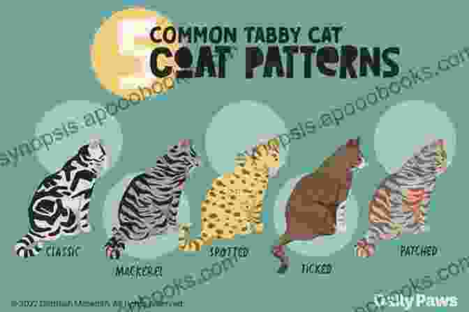 A Variety Of Tabby Cat Fur Patterns, Including Classic, Mackerel, And Spotted. Buttercup: The Legendary Charm And Love Of A Domestic Short Haired Tabby Cat