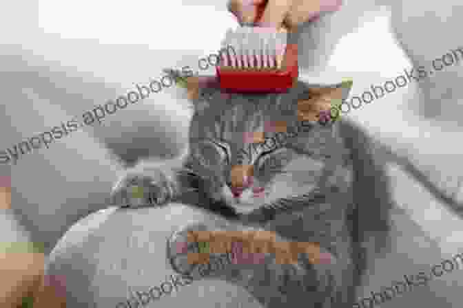 A Woman Brushing A Tabby Cat's Fur With A Brush. Buttercup: The Legendary Charm And Love Of A Domestic Short Haired Tabby Cat