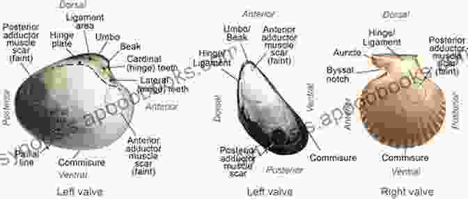 Anatomy Of A Bivalve Mollusc, Showing The Shell, Mantle, Gills, And Digestive System Bivalve Molluscs: Biology Ecology And Culture