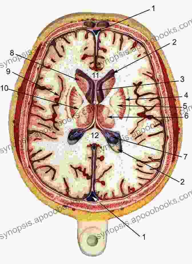 Cross Sectional View Of The Human Brain Microneurosurgery Volume IVA: CNS Tumors: Surgical Anatomy Neuropathology Neuroradiology Neurophysiology Clinical Considerations Operability Treatment Options