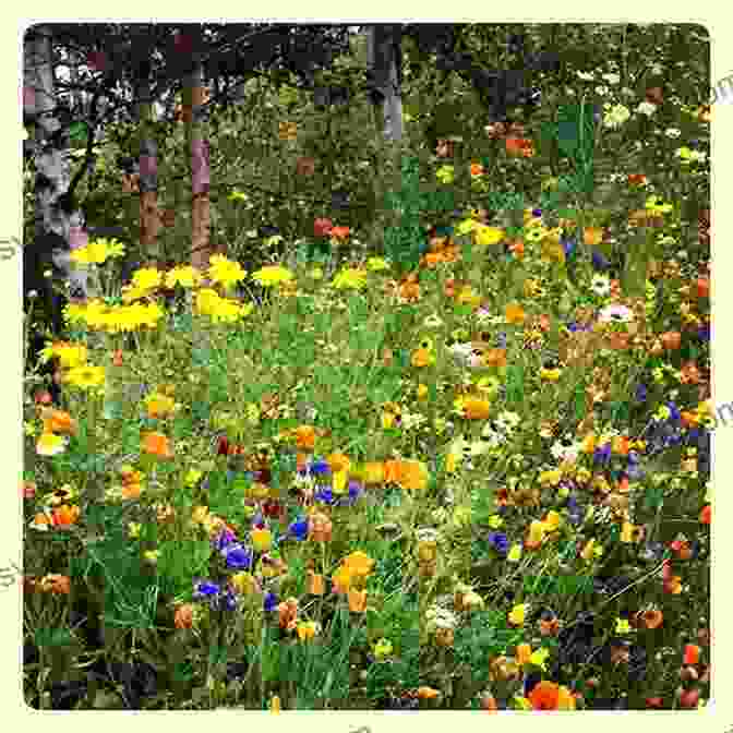 Danny Exploring A Meadow Filled With Wildflowers Danny S Day Out Harold Green