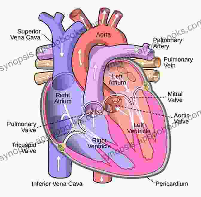 Diagram Of The Human Heart Transcatheter Aortic Valve Replacement: A How To Guide For Cardiologists And Cardiac Surgeons