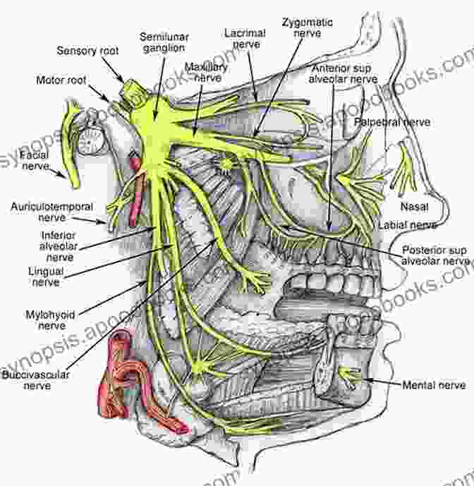 Diagram Of The Trigeminal Nerve Trigeminal Nerve Pain: A Guide To Clinical Management