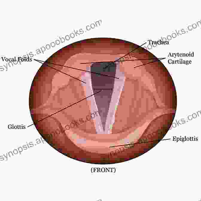 Diagram Of The Vocal Anatomy Sane Singing: A Guide To Vocal Progress