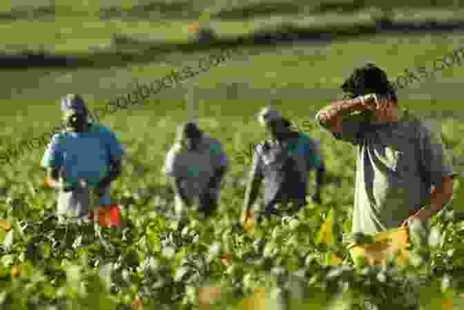 Farmworkers Toiling In The Fields, Facing Hardships And Exploitation Managed Migrations: Growers Farmworkers And BFree Download Enforcement In The Twentieth Century