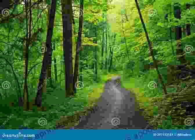 Hikers Following A Winding Trail Through A Verdant Forest Explorer S Guide 50 More Hikes In New Hampshire: Day Hikes And Backpacking Trips From Mount Monadnock To Mount Magalloway (Explorer S 50 Hikes)