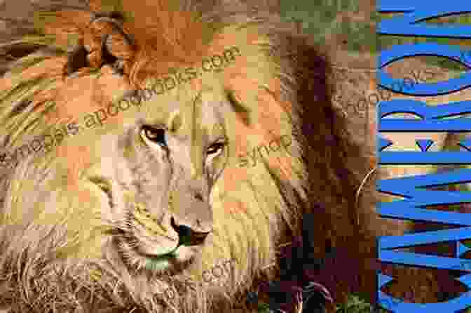 Lions Of Big Cat Rescue Book Cover Lions Of Big Cat Rescue: Meet Lions Joseph Cameron Nikita