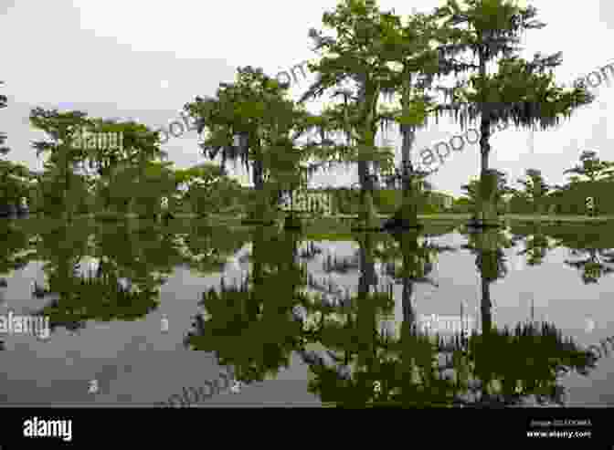 Misty Bayou With Towering Cypress Trees And Murky Waters Riggs (Kings Of Retribution Louisiana 1)