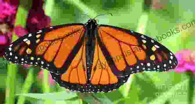 Monarch Butterfly With Spread Wings, Symbolizing The Transformative Power Of Courtney Marie Andrews' Poetry Old Monarch: Poems Courtney Marie Andrews