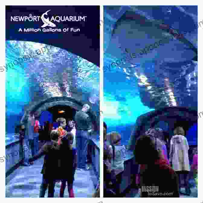 Newport Aquarium Totally Free Summer Staycation (Adventures Around Cincinnati)