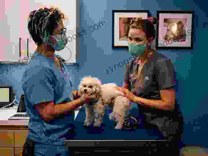 Poodle Being Examined By A Veterinarian Poodle Training Vol 3 Taking Care Of Your Poodle: Nutrition Common Diseases And General Care Of Your Poodle