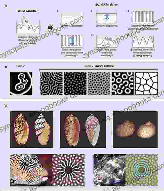 Reaction Diffusion Model Simulating The Formation Of Turing Patterns Differential Equations And Mathematical Biology (Chapman Hall/CRC Mathematical And Computational Biology)