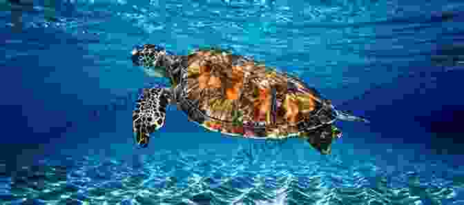 Sea Turtle Swimming Gracefully Through The Water The Ocean S Escape Mynor Schult