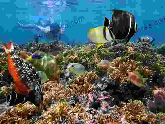 Snorkeling In The Caribbean, Surrounded By Colorful Coral And Tropical Fish The Trip Of A Lifetime (Caribbean 1)