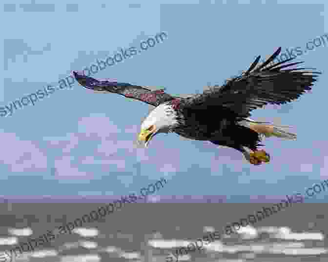 Soaring Bald Eagle Over Cape May Cape May Beach Days (Cape May 4)