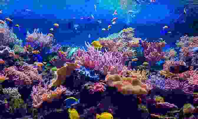 Vibrant Coral Garden With Colorful Corals And Fish The Ocean S Escape Mynor Schult