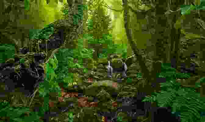 Vibrant Rainforest Teeming With Life Natural Or Man Made? (My Science Library)