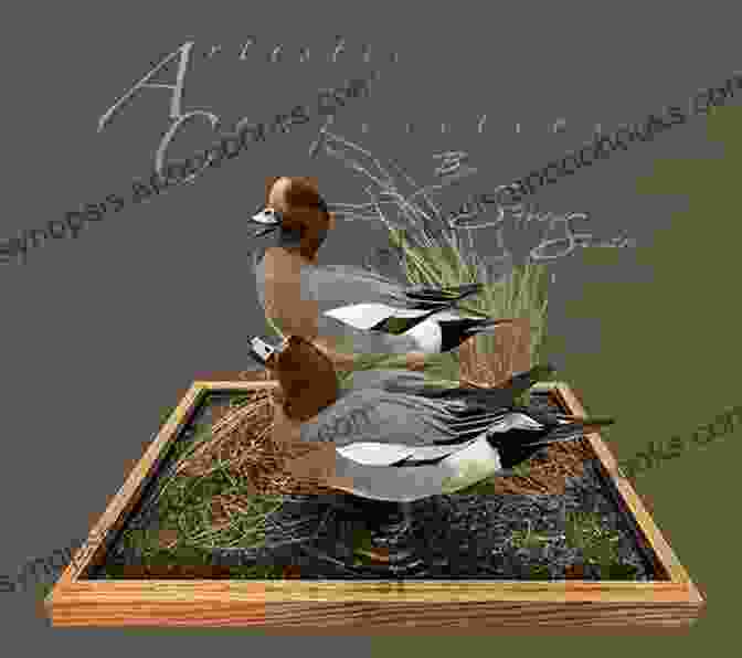 Wigeon Taxidermy Illustration TAXIDERMY: NOTIONS E TECHNICAL VOL 1 BIRDS Second Part: Preparation Of A Wigeon (Taxidermy Embalming Birds 2)