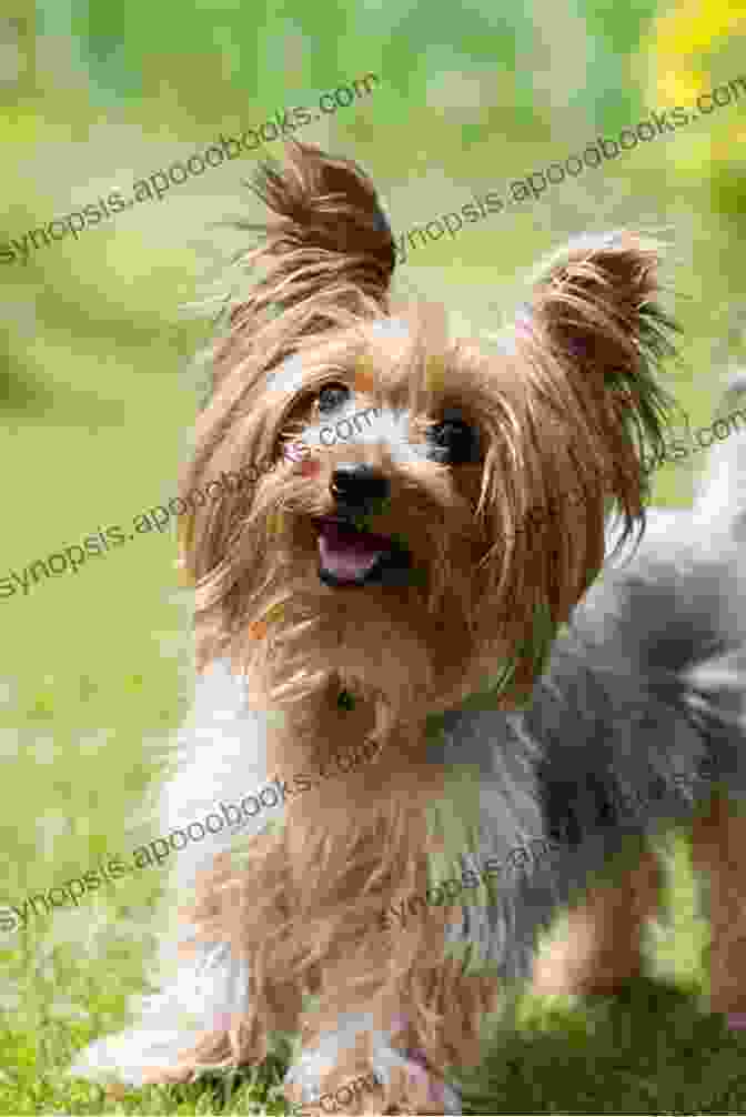 Yorkshire Terrier Playing In The Park Yorkshire Training Vol 3 Taking Care Of Your Yorkshire Terrier: Nutrition Common Diseases And General Care Of Your Yorkshire Terrier